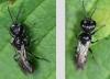 Pemphredon sp.